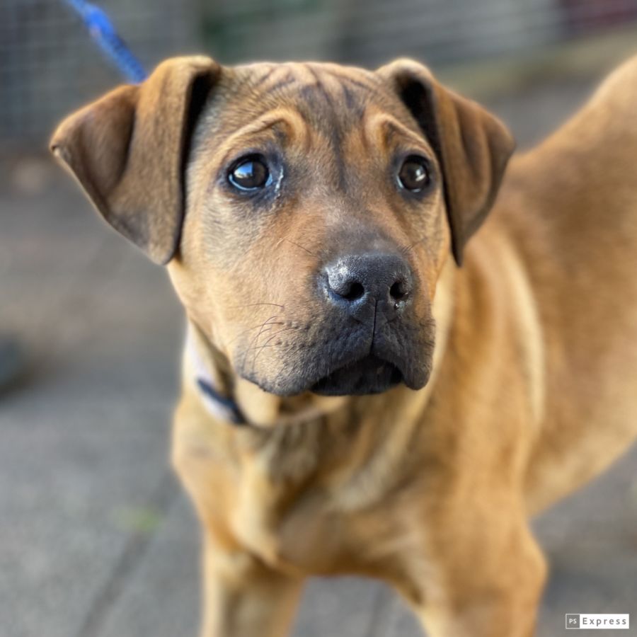 Louisa - Medium Female Ridgeback Mix Dog in QLD - PetRescue
