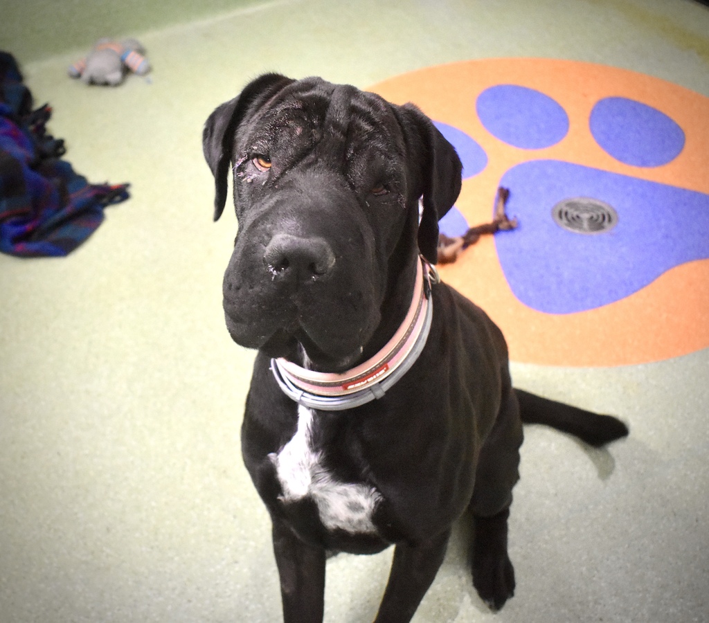 Cayo Large Male Neapolitan Mastiff x Shar Pei Mix Dog in QLD PetRescue