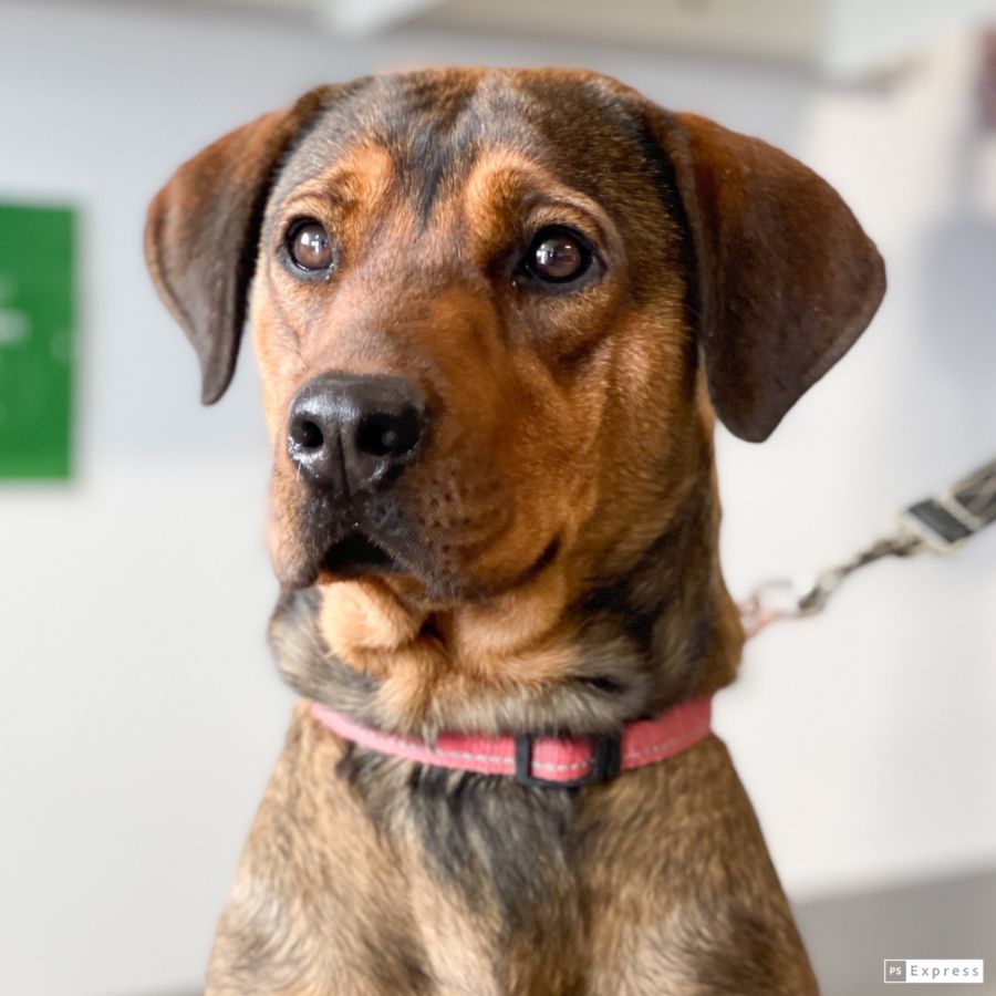 Aurora - Medium Female Rottweiler Mix Dog in QLD - PetRescue