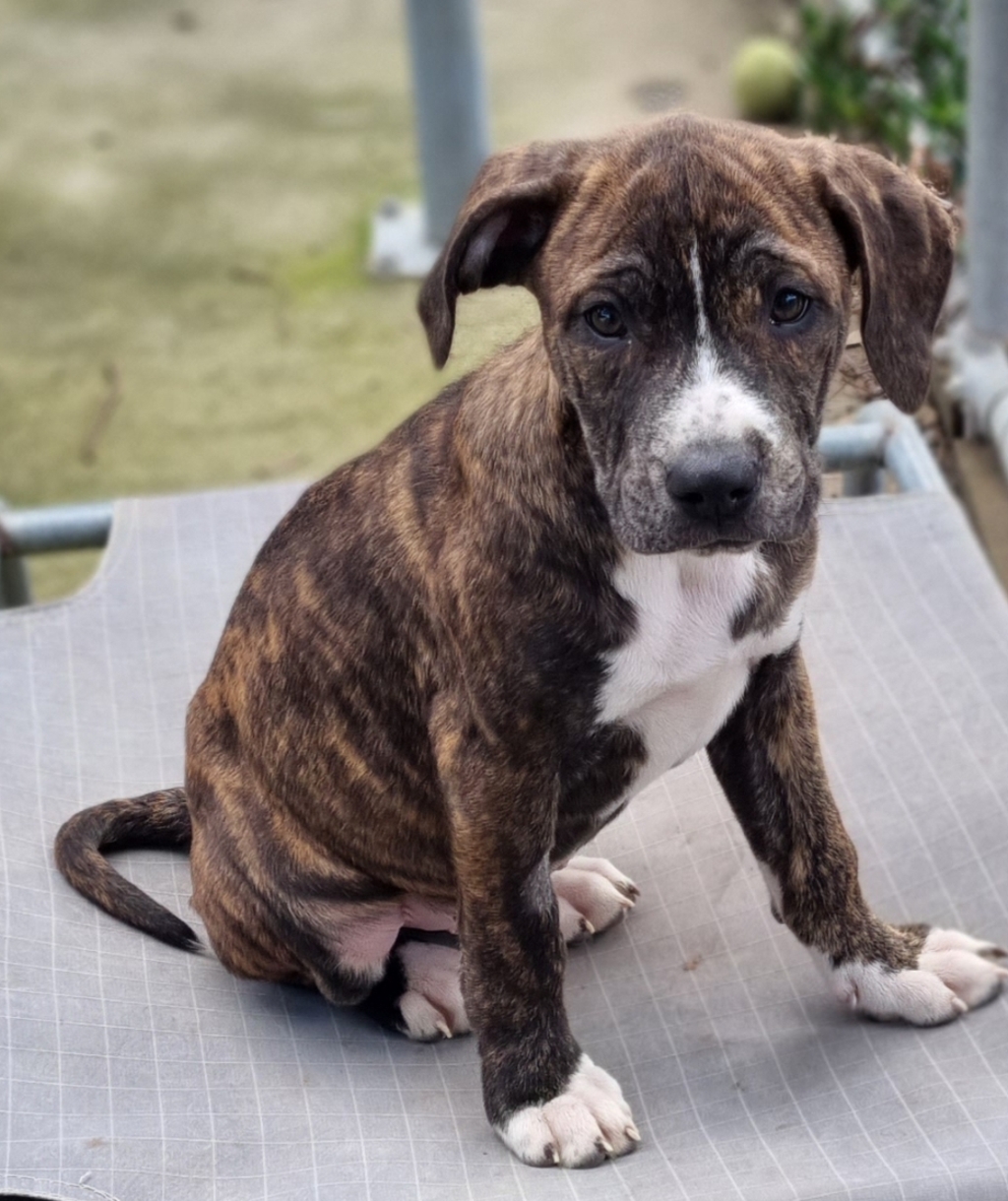Ronan Large Male Bull Arab x American Staffy Mix Dog in VIC PetRescue