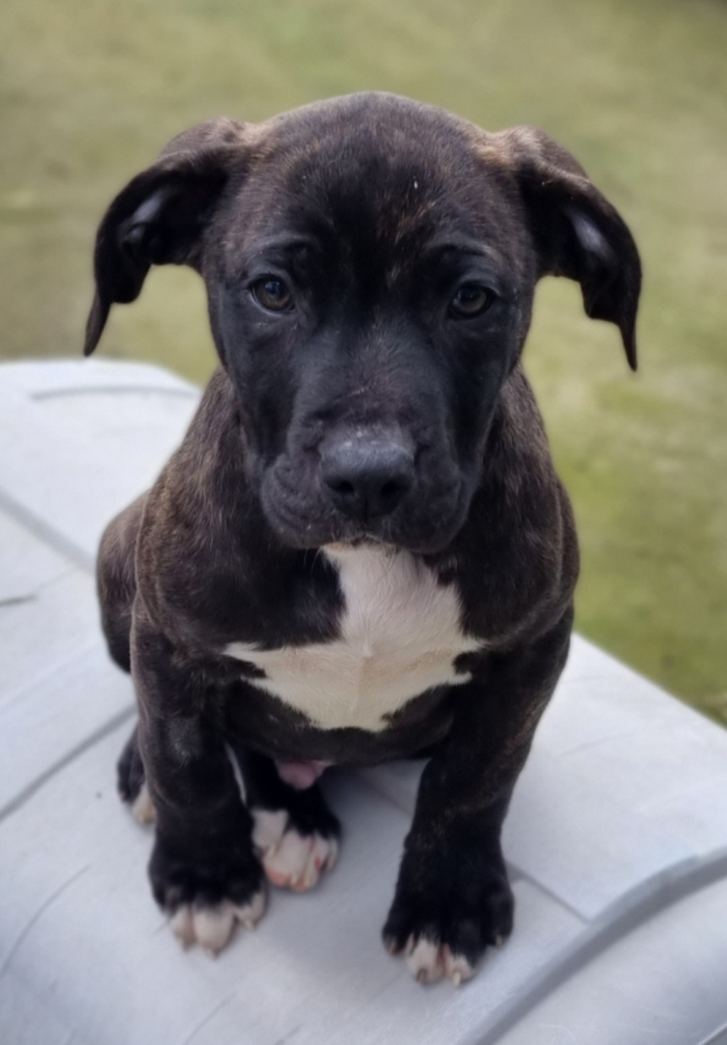 Ricky Large Male Bull Arab x American Staffy Mix Dog in VIC PetRescue