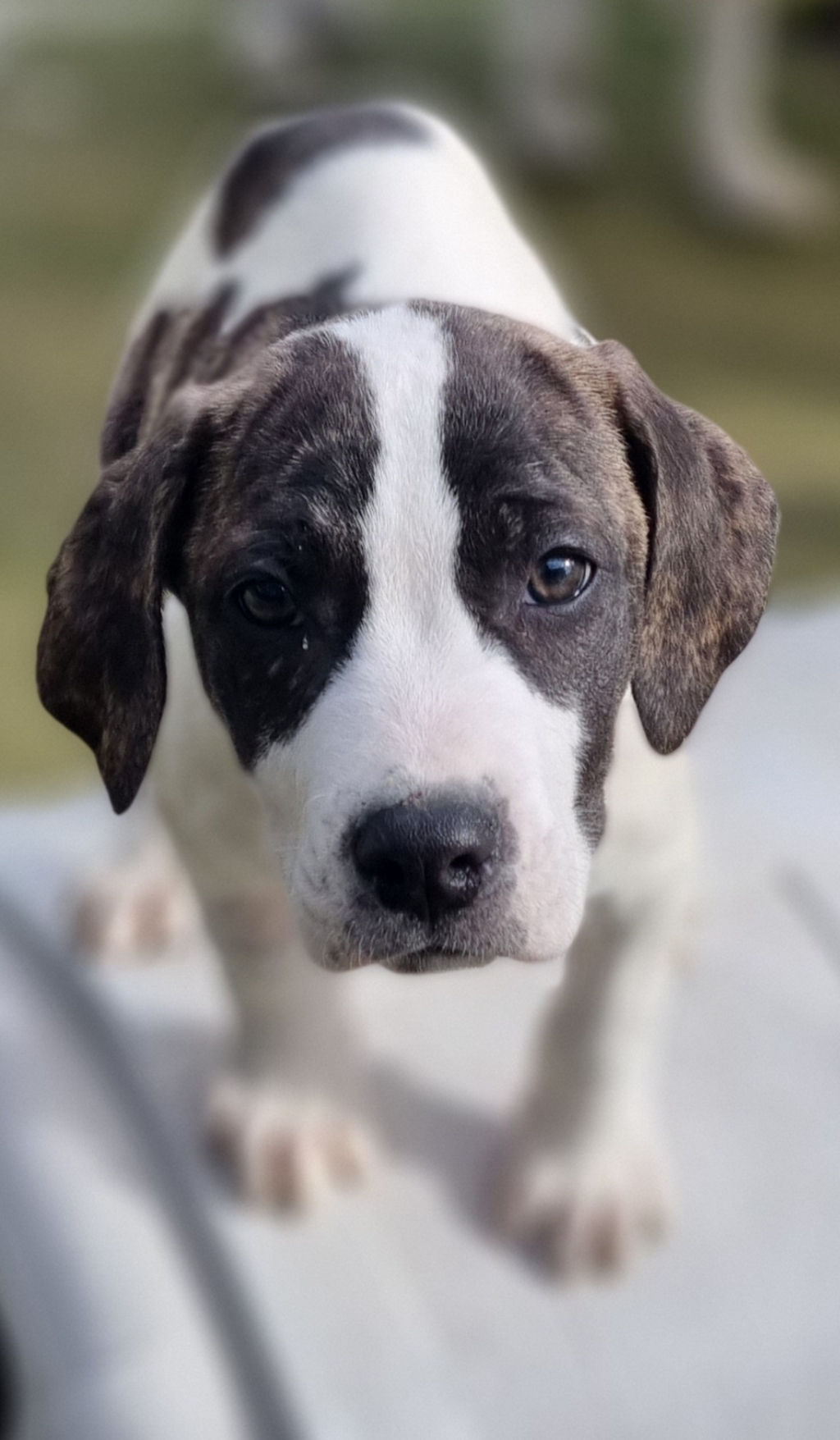 River Large Male Bull Arab x American Staffy Mix Dog in VIC PetRescue