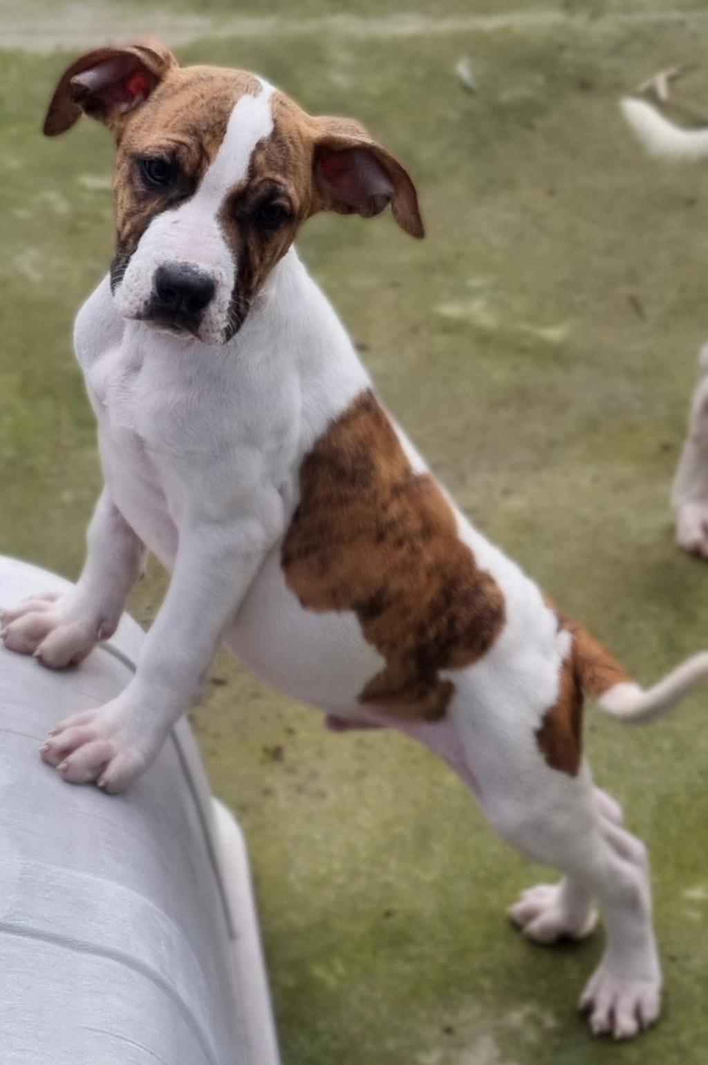 Rory Large Male Bull Arab x American Staffy Mix Dog in VIC PetRescue