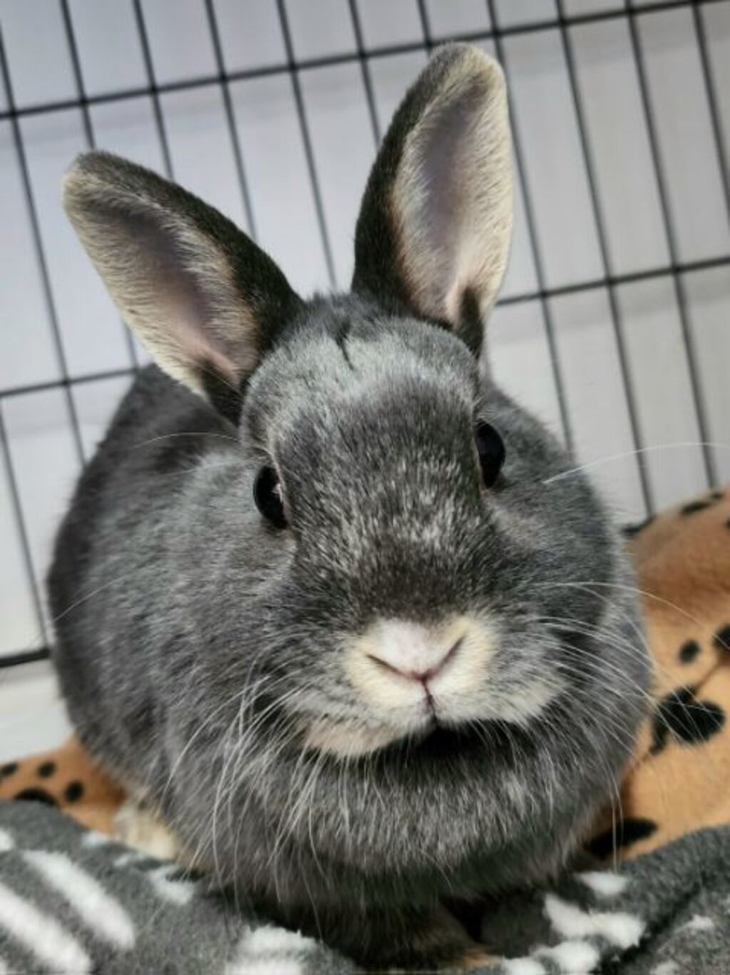 Jessica - Female Dutch Mix Rabbit in NSW - PetRescue
