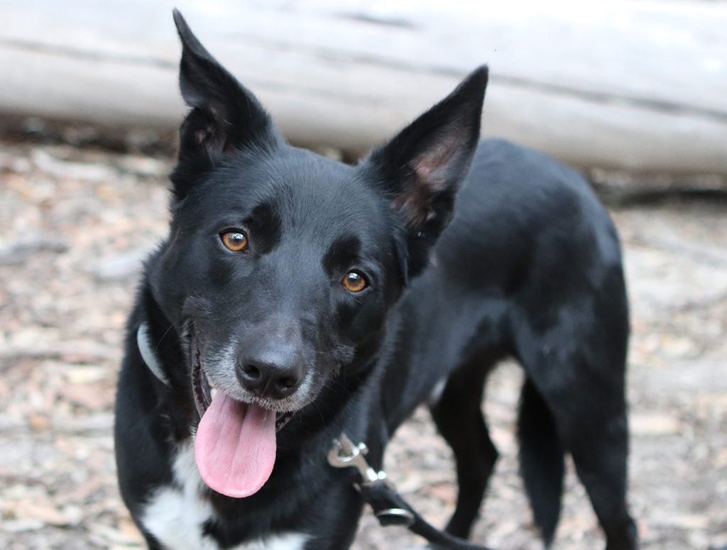 Ziggy - Medium Male Border Collie Mix Dog in QLD - PetRescue