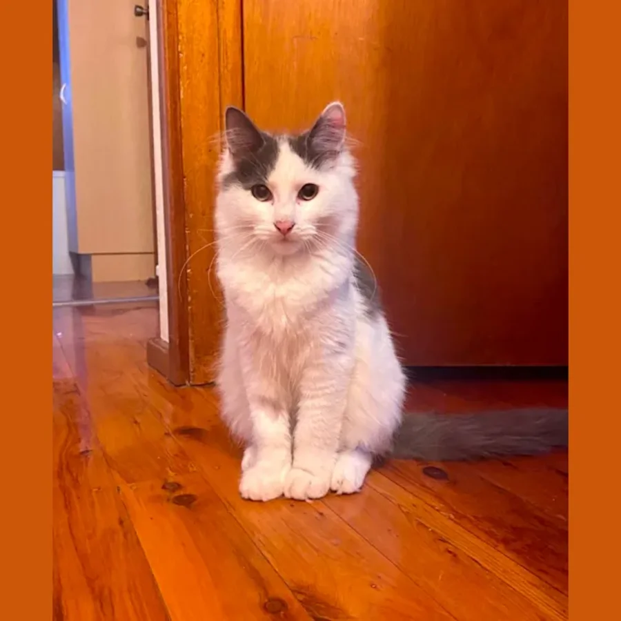 Pride Male Domestic Medium Hair Cat In NSW PetRescue
