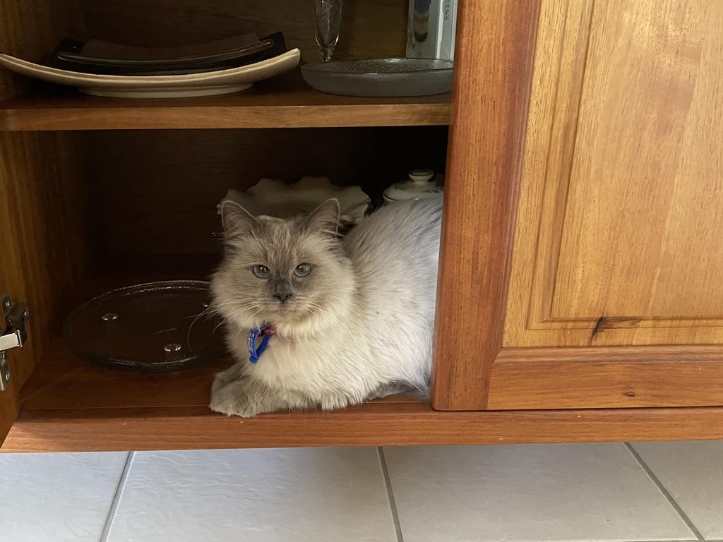 Tinker - Female Ragdoll Mix Cat in QLD - PetRescue