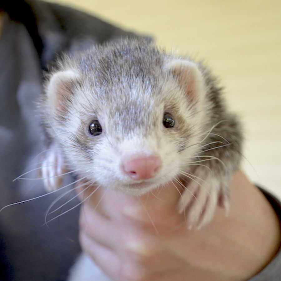 Ivy Female Ferret in NSW PetRescue