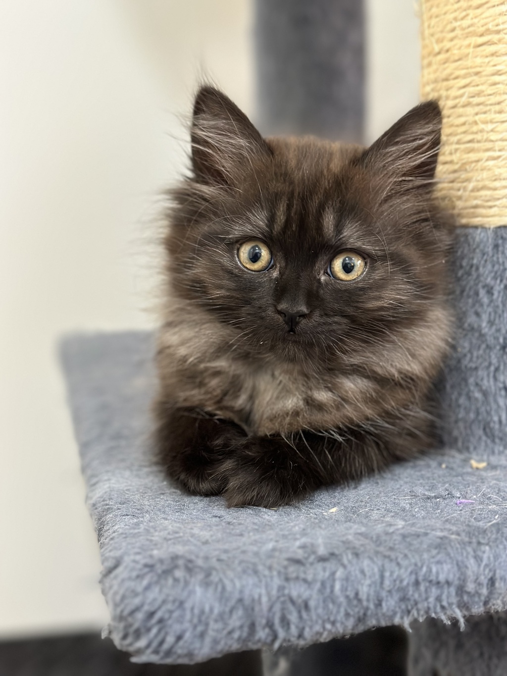 Zoe - Female Domestic Medium Hair x Ragdoll Mix Cat in VIC - PetRescue