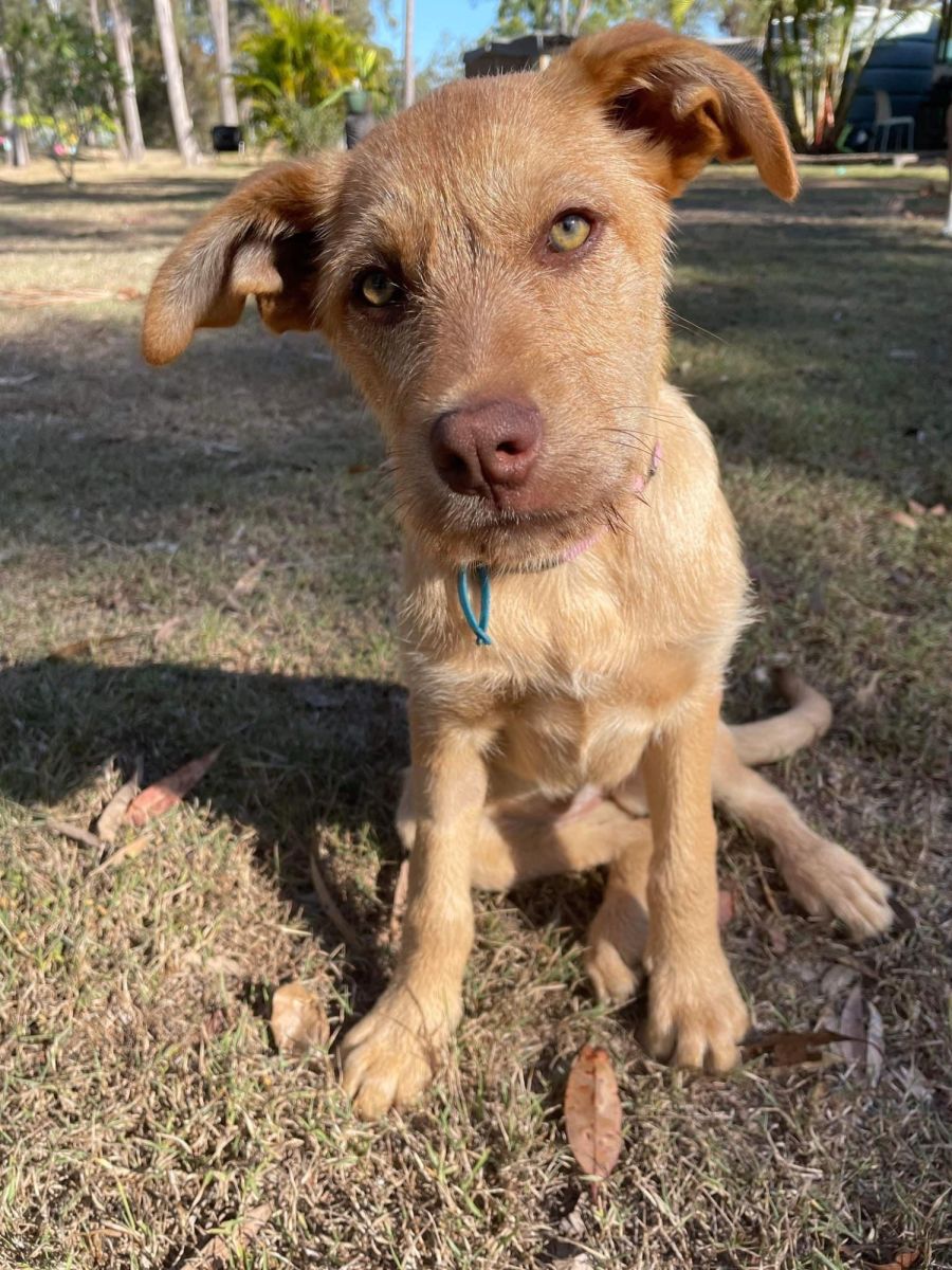 Irish wolfhound sales cross kelpie