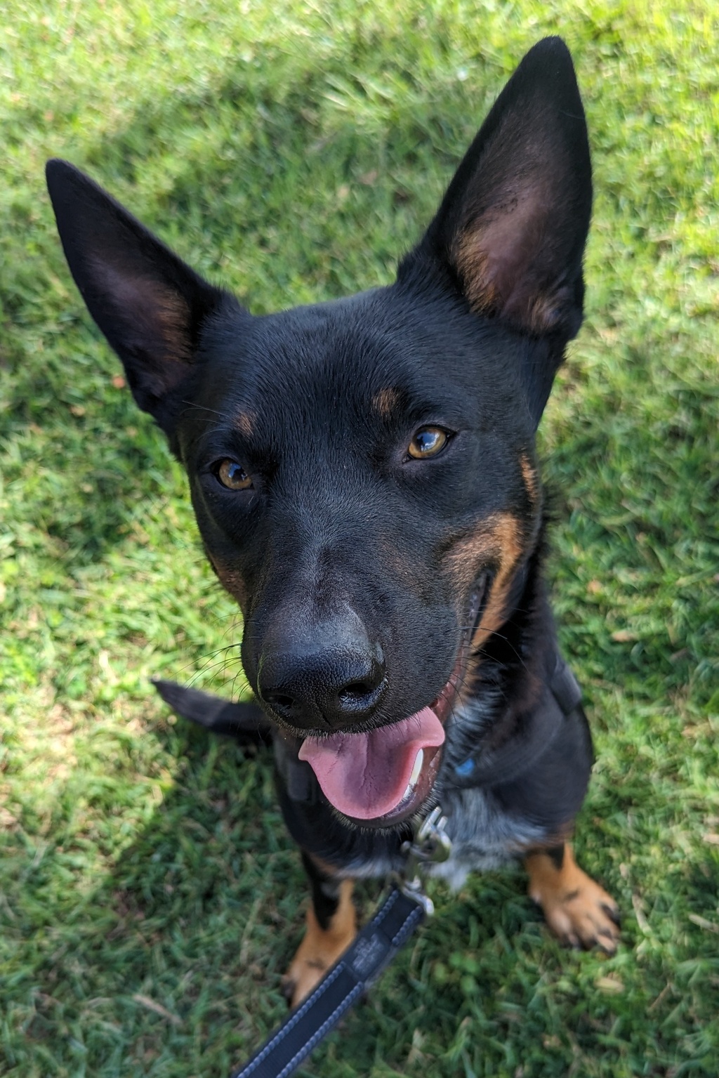 Ollie Medium Male Australian Cattle Dog x Kelpie Mix Dog in QLD PetRescue