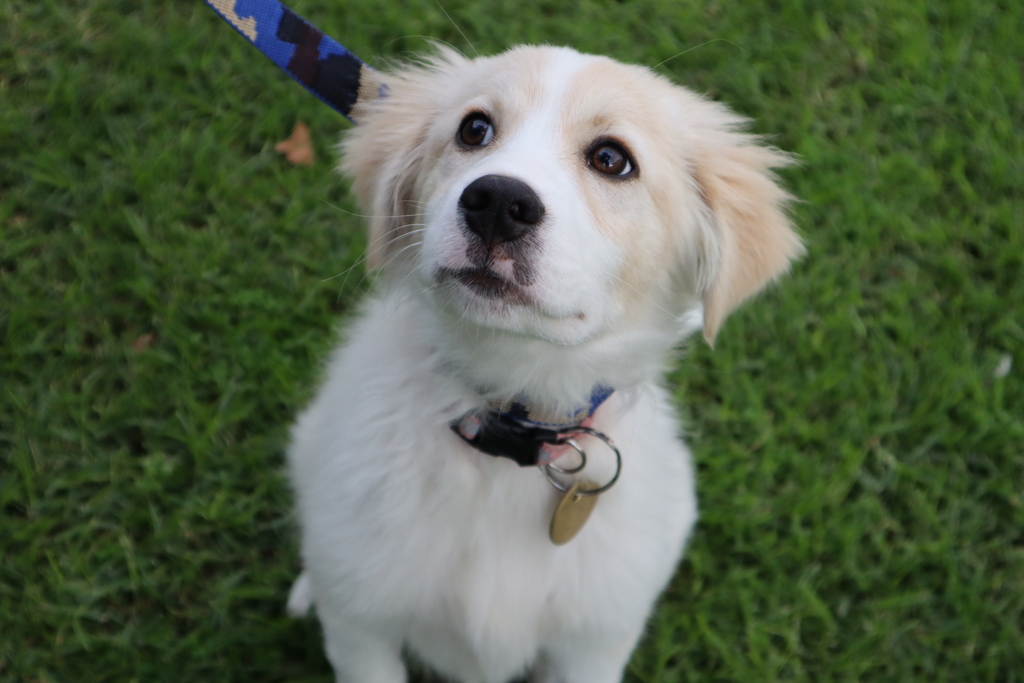 Manaia Medium Female Border Collie x Maremma Sheepdog Mix Dog in VIC PetRescue