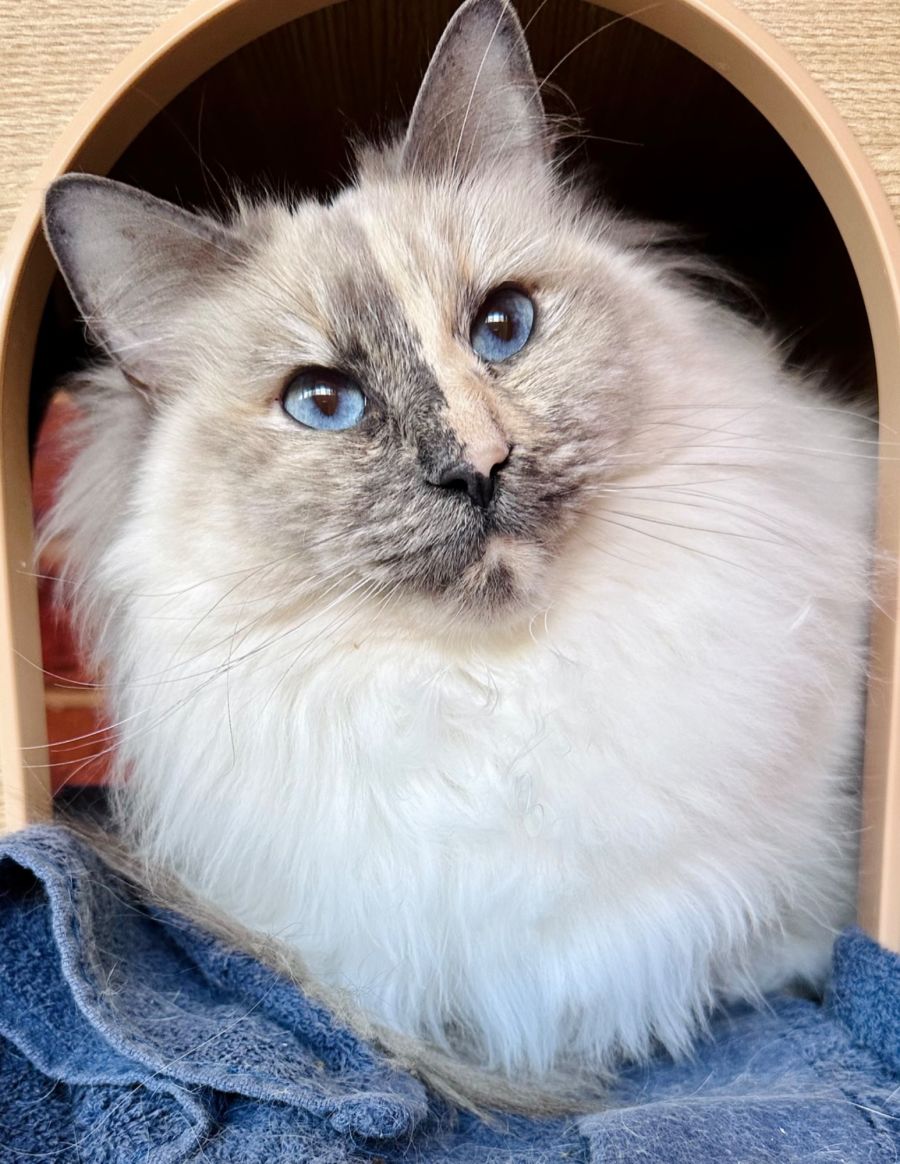 Mia - Female Ragdoll Cat in VIC - PetRescue