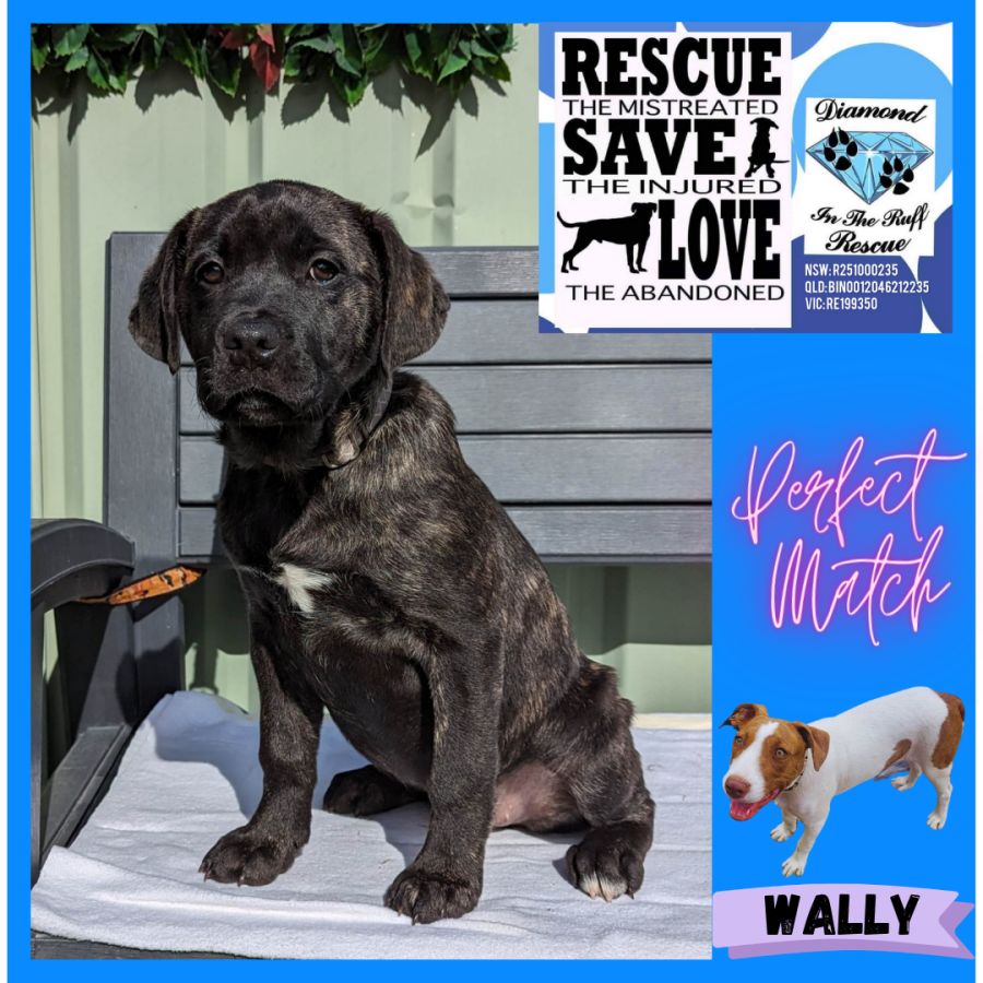 Chloe the perfect puppy 🐶 Medium Female Labrador Mix Dog in NSW