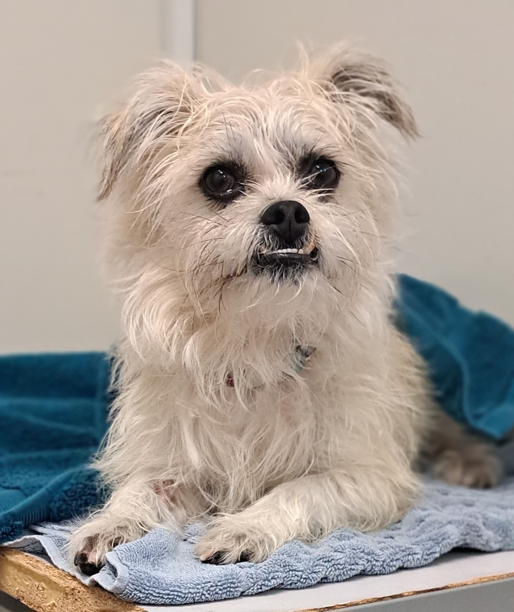 Gizmo - Small Male Fox Terrier x Shih Tzu Mix Dog in ACT - PetRescue