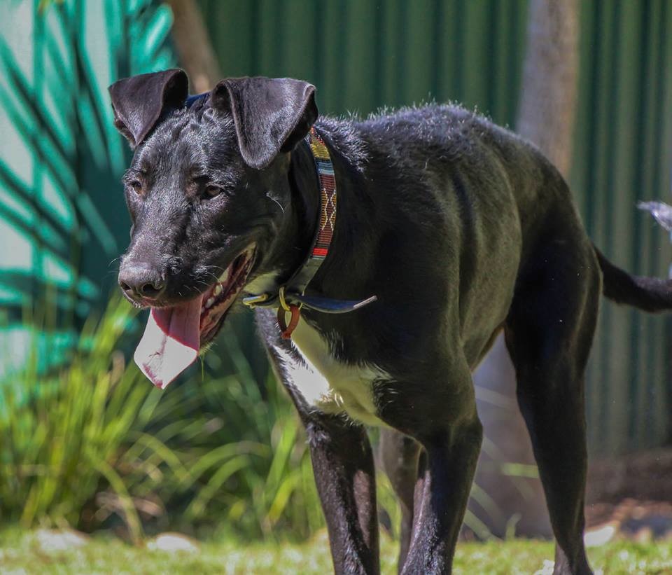 Saba - Large Female German Shorthaired Pointer x Greyhound x Wolfhound ...