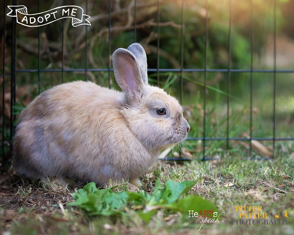 Dwarf Rabbit Mix Billie and Ash - Female Dwarf Mix Rabbit in VIC - PetRescue