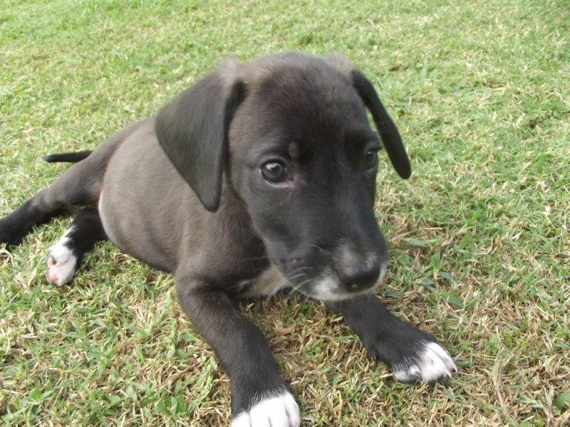 Labrador x on sale bull arab