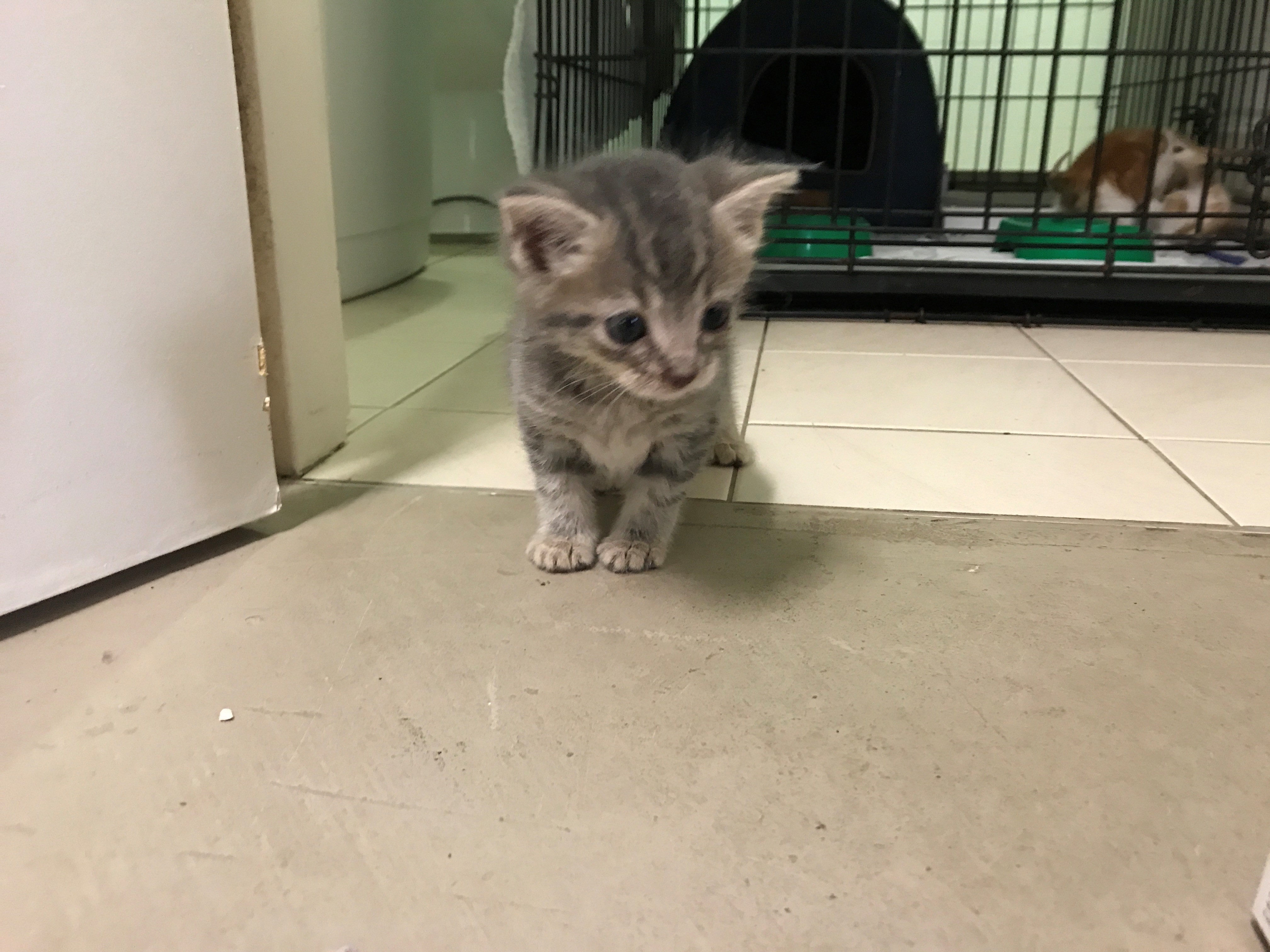 Gamora Female Domestic Short Hair Cat In NSW PetRescue Gamora Female Domestic Short Hair Cat In NSW PetRescue