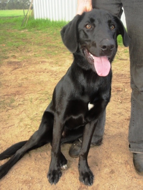 Smokey Adoption Pending Medium Male Labrador x New Zealand