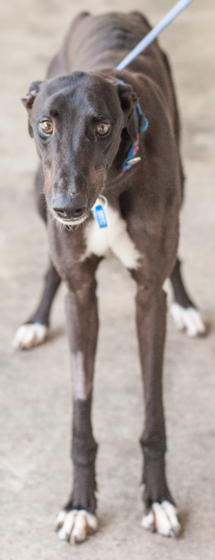 Perfect Lego Large Male Greyhound Dog in NSW PetRescue
