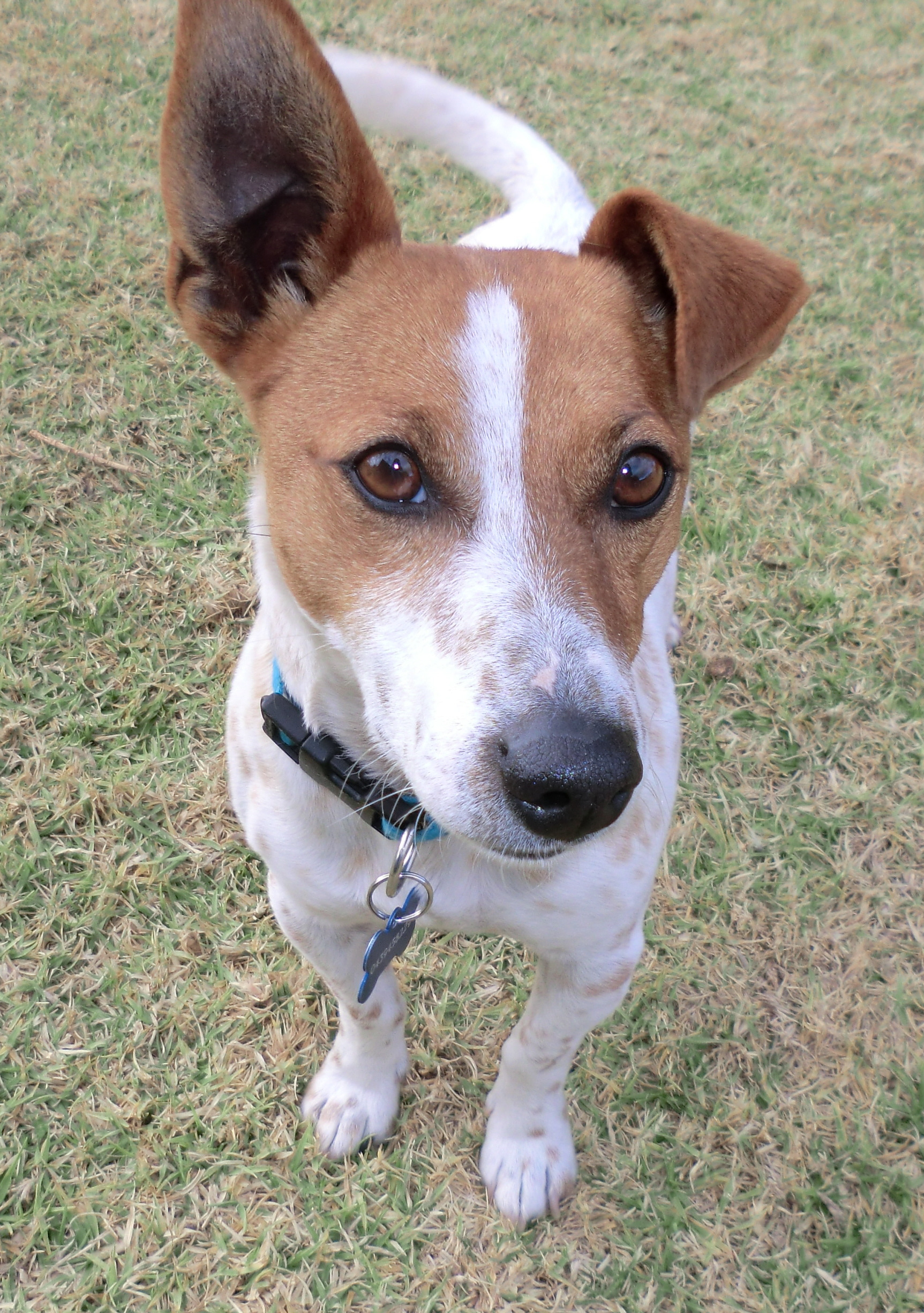 Rusty *On Trial in His New Home* Small Male Jack Russell Terrier Mix Dog in VIC PetRescue