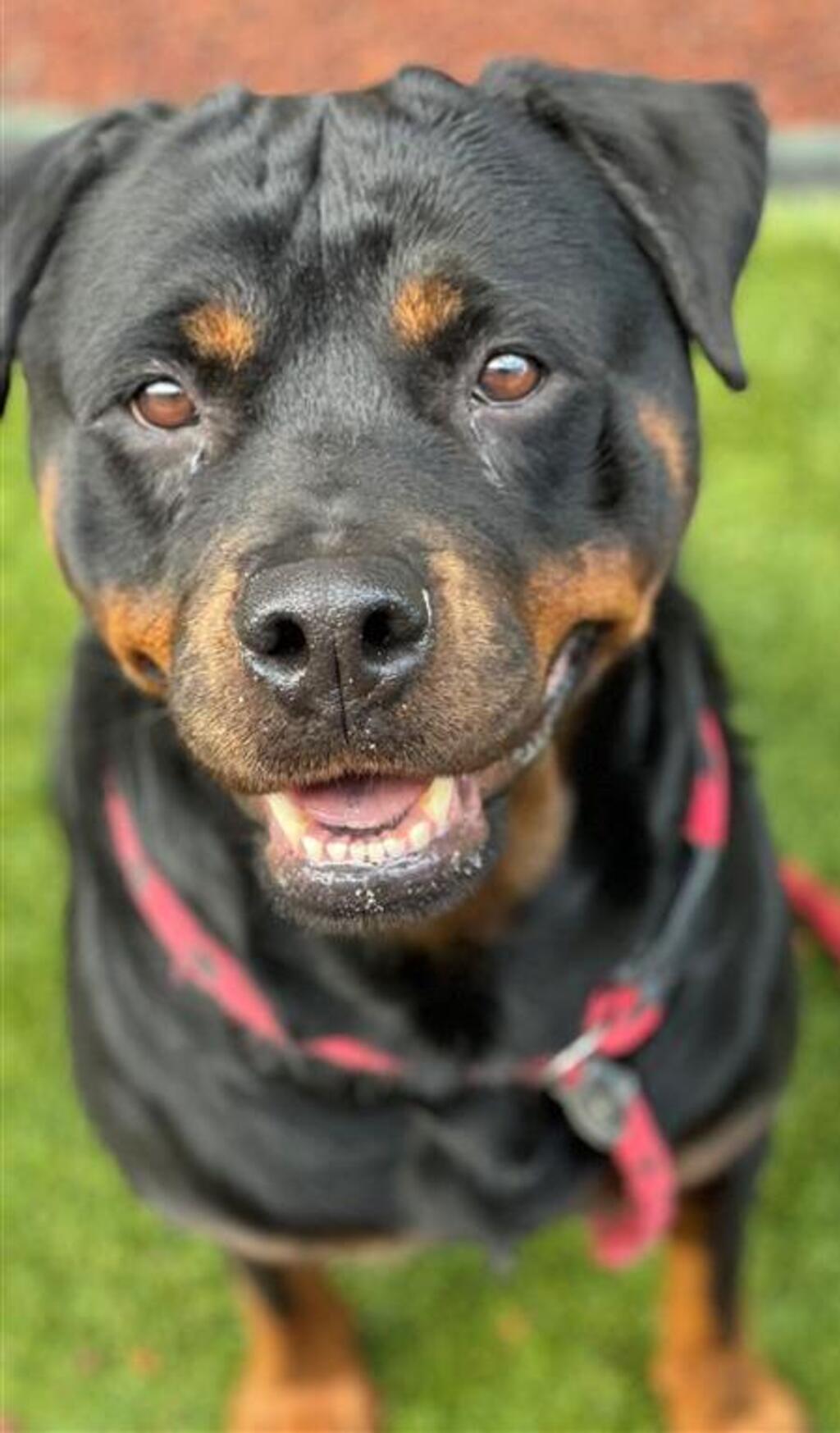 Rspca rottweiler hotsell