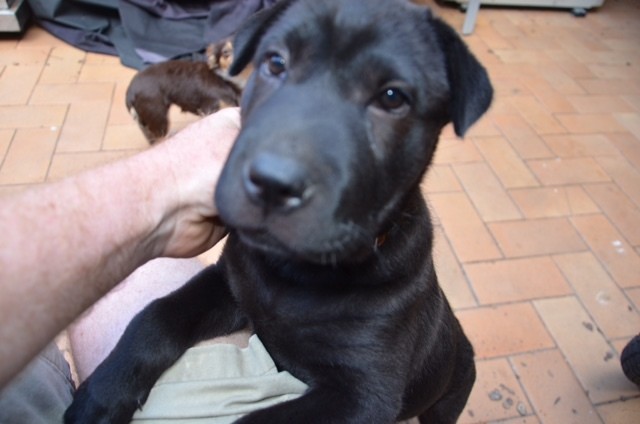 Shar pei deals x border collie