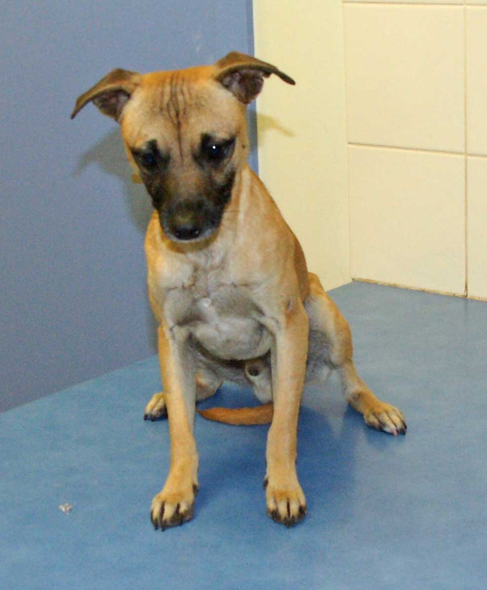 Whippet pug best sale mix