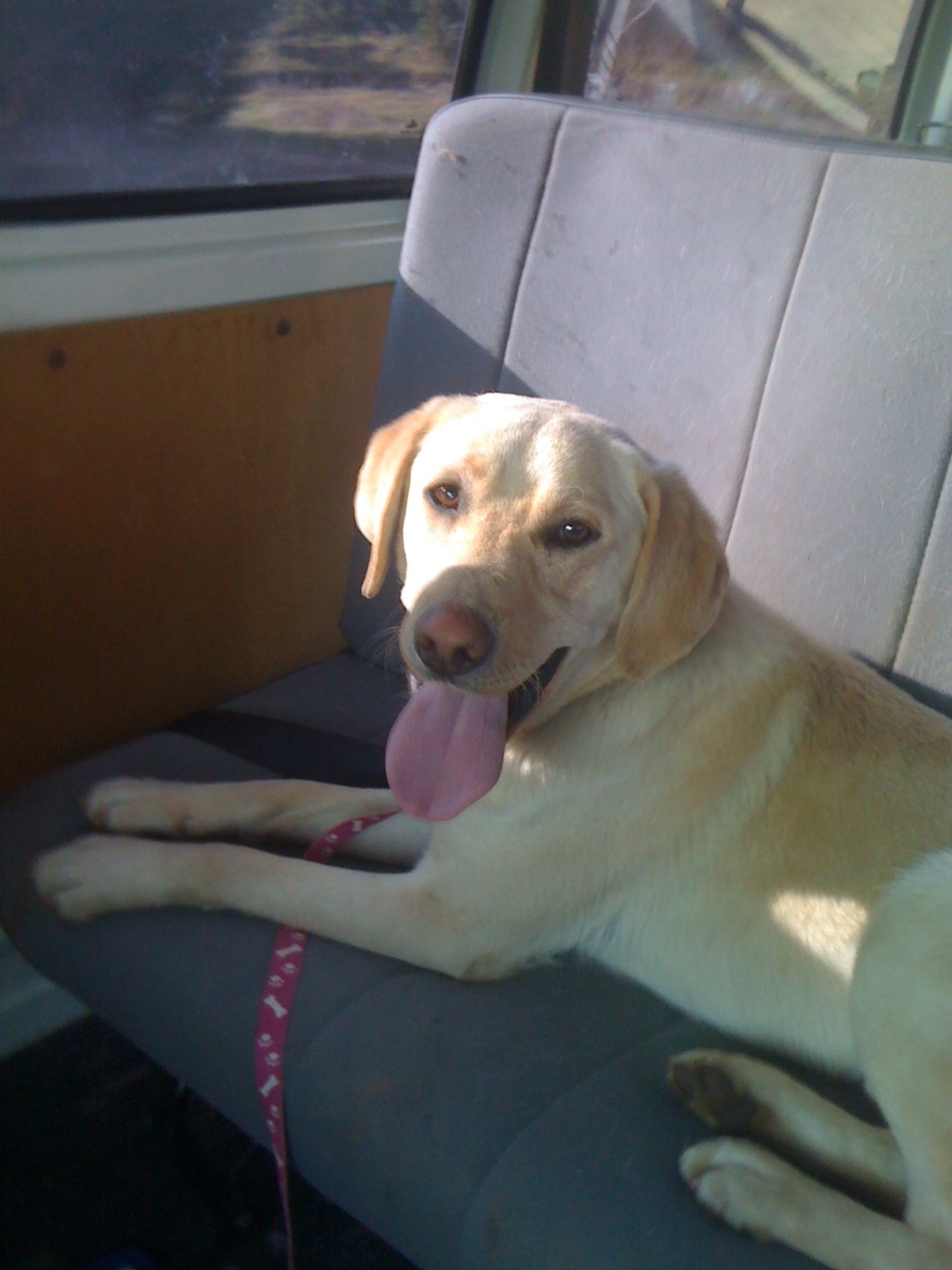 Murphy - Large Male Labrador Dog in NSW - PetRescue