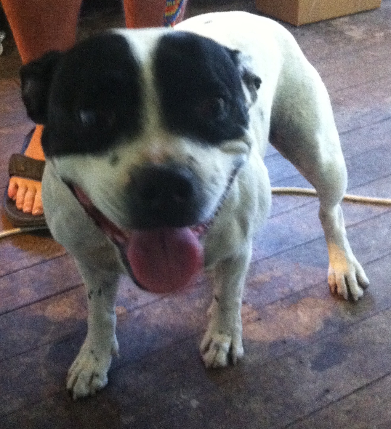 Black and hotsell white english staffy