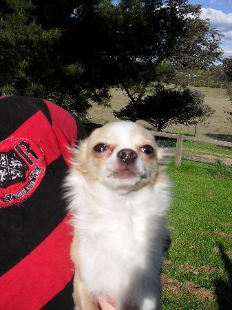 Stanley - 1 Year Old Chihuahua x Foxy (Trial) - Small Male Chihuahua Dog in  NSW - PetRescue