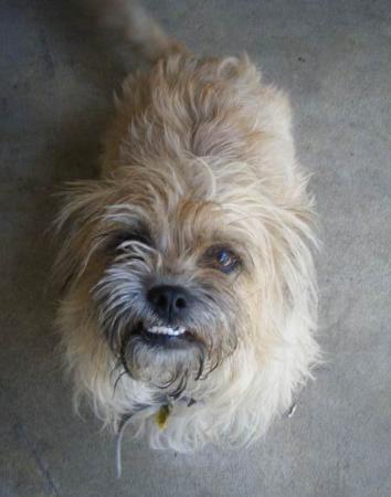 Hmpsazamgarh Local Shih Tzu Puppies For Sale Tan Border Honey