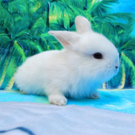 Archer -On Hold - Male Rabbit in NSW - PetRescue