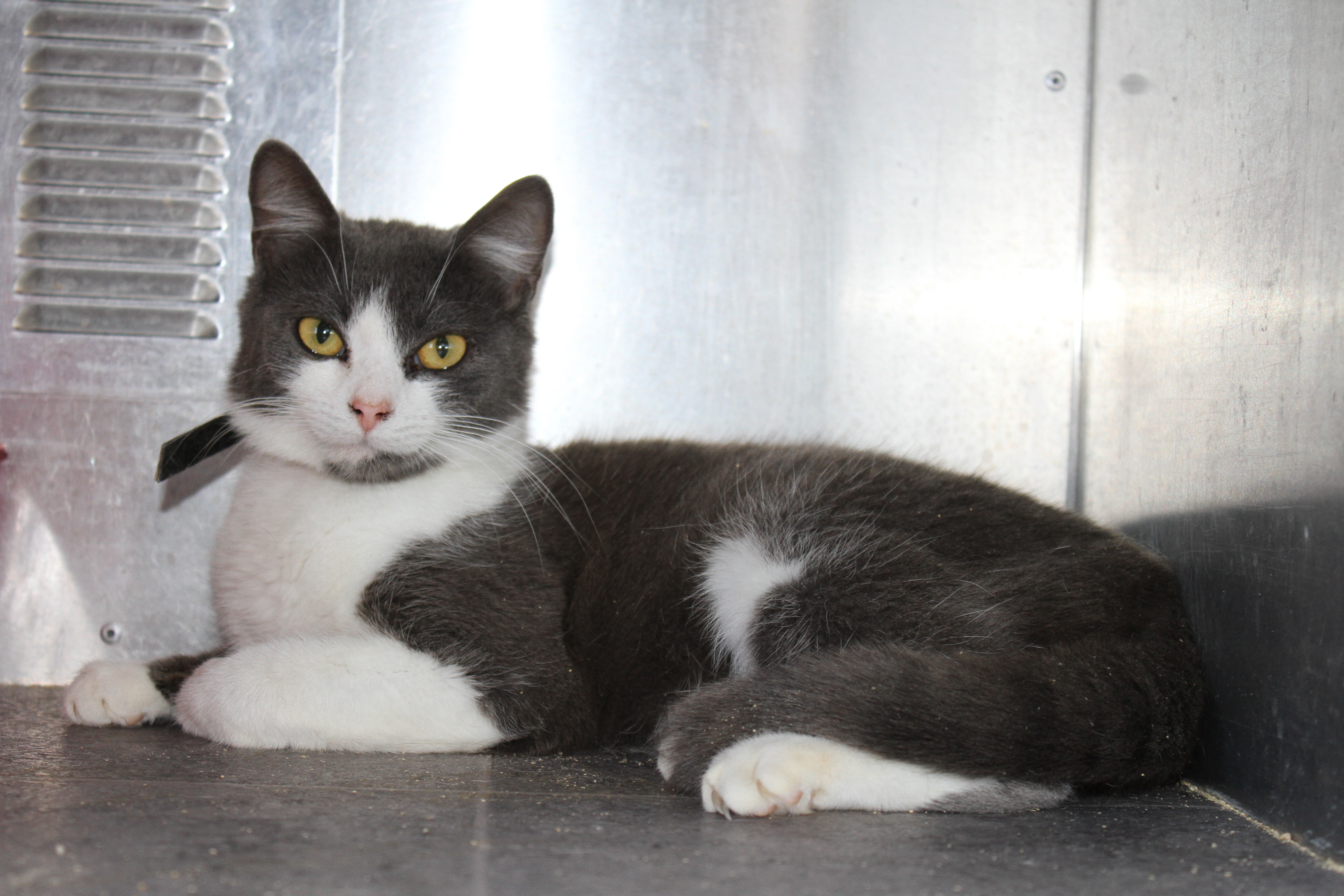 Grey female cheap cat