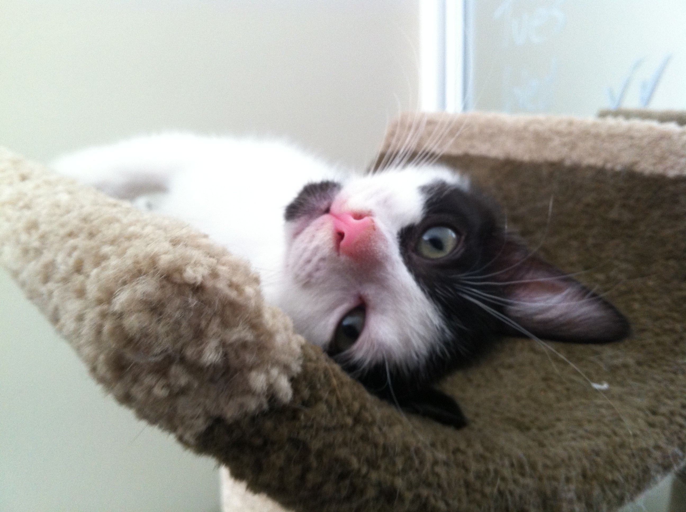 Maneki Neko Cat Rescue - PetRescue