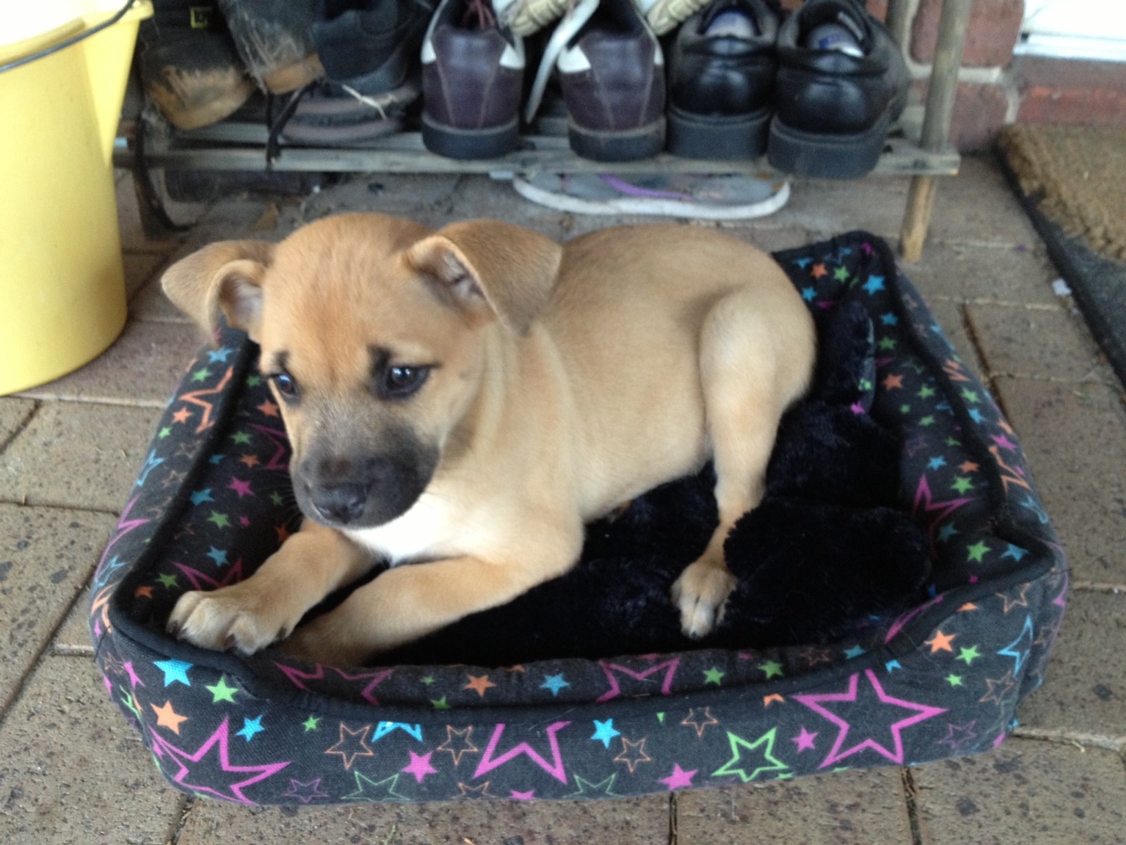 Staffy discount shepherd mix