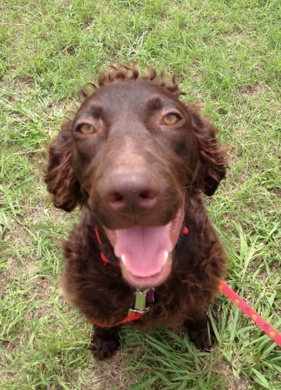 Charlie Medium Male Curly Coated Retriever Mix Dog in ACT PetRescue