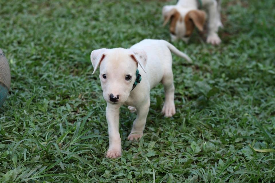Arabic Ridgeback Theo - Large Male Bull Arab x Bull Terrier x Ridgeback Mix Dog in QLD ...