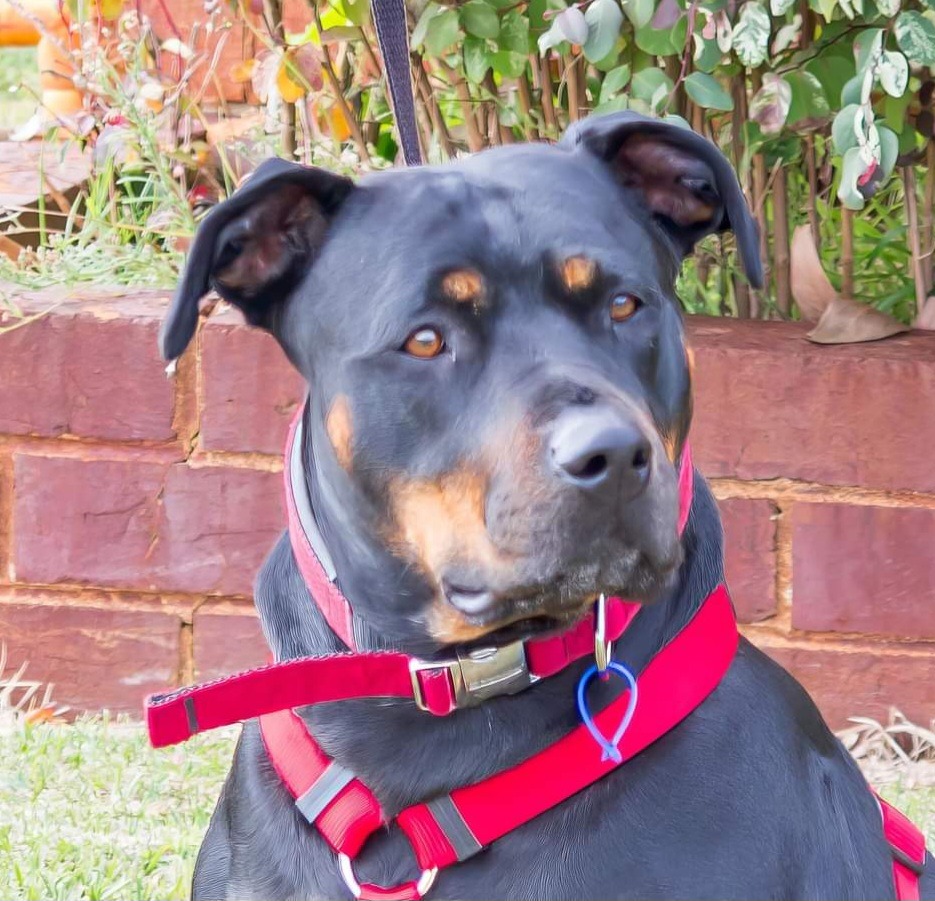 Macey Medium Female Rottweiler x Staffordshire Bull Terrier Mix Dog in WA PetRescue