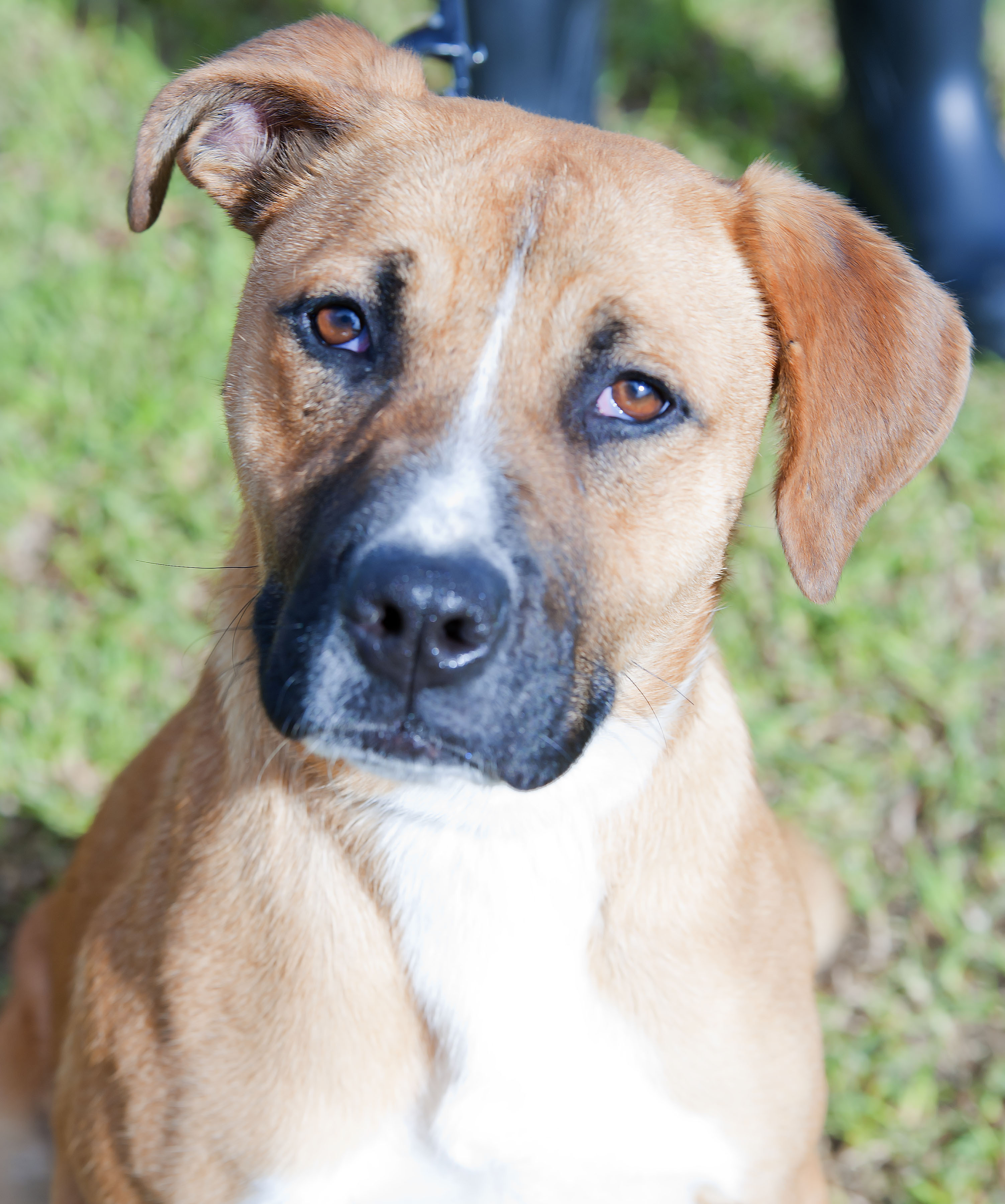 Slinky ID14904 Large Female Bull Arab x Staffy Mix Dog in VIC PetRescue