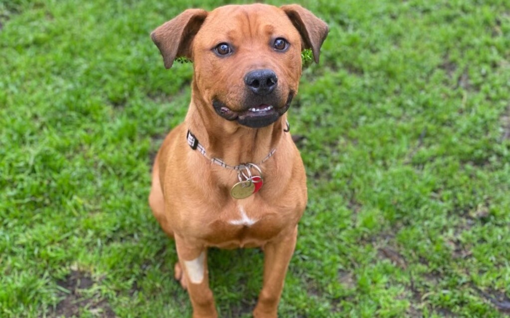 Rudy - Large Male Rottweiler x Staffy Mix Dog in VIC - PetRescue