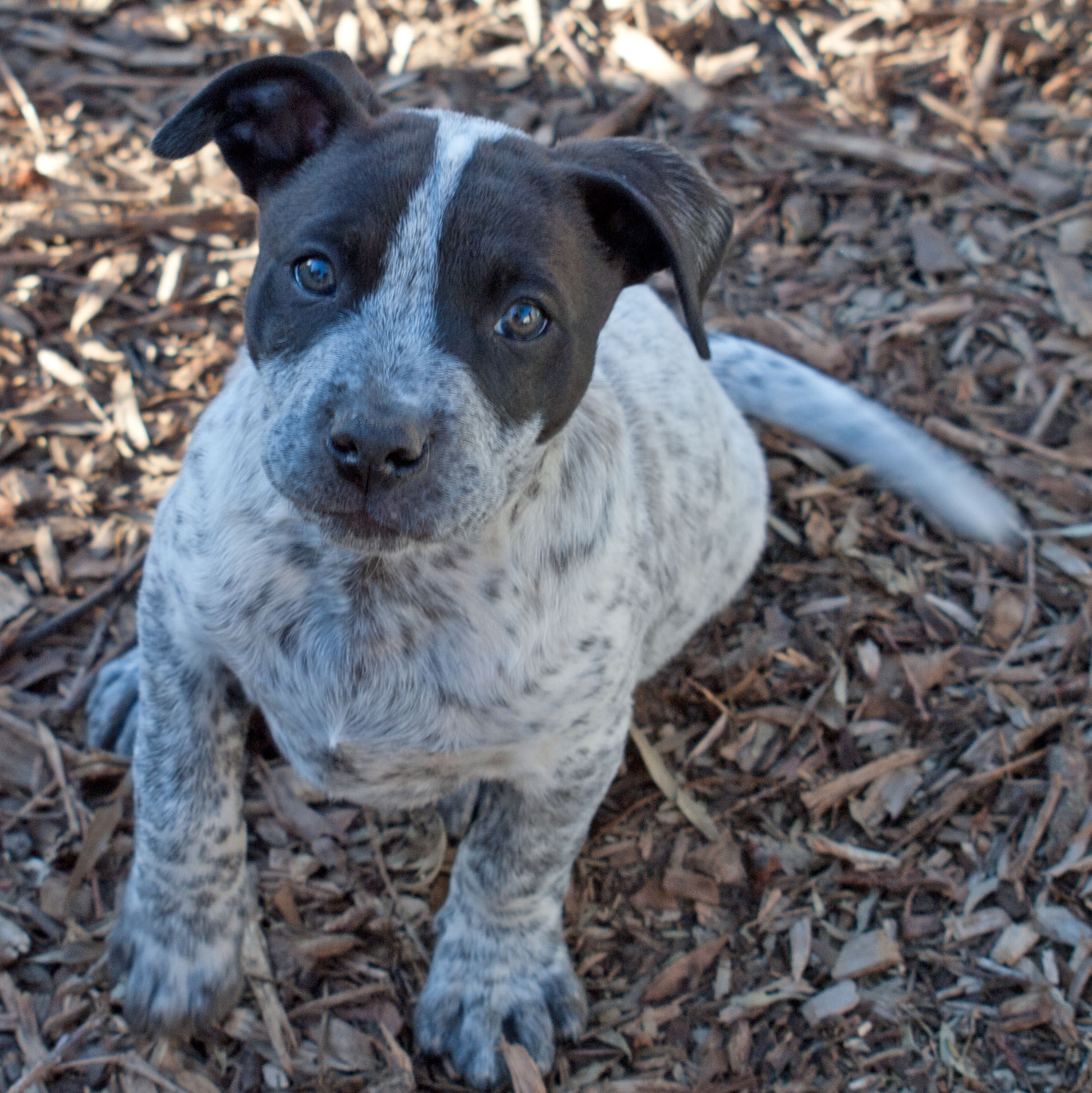 Kane Medium Male Kelpie Cattle Dog Cross Dog in NSW PetRescue