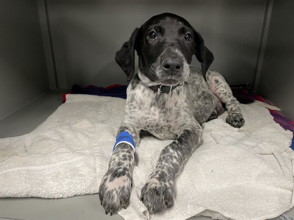 Blue tick hound and german shorthaired pointer mix 2025