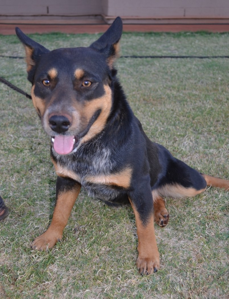 Remy(ND104) - Medium Female Smithfield Cattle Dog x Red Heeler x Blue ...