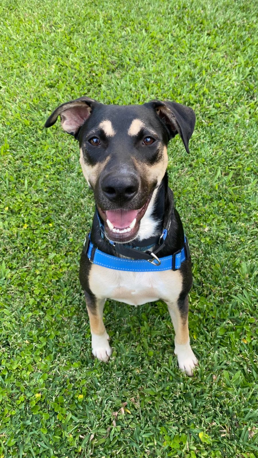 Tucker - Small Male Mixed Breed Dog in WA - PetRescue