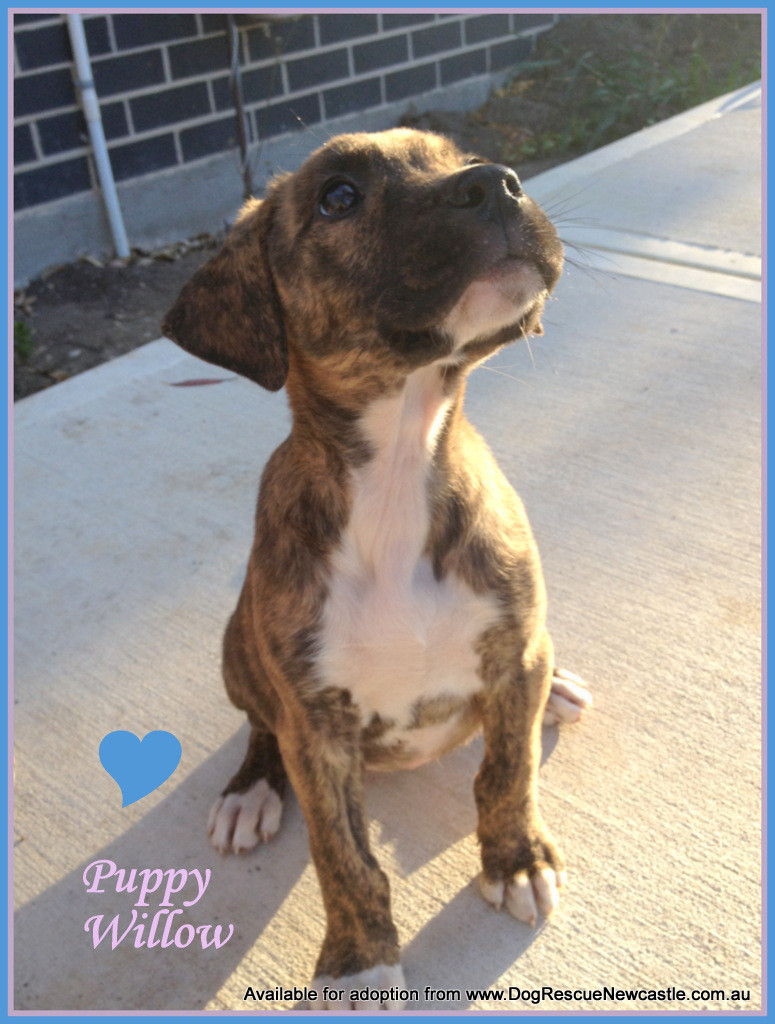 Puppy Willow (On Hold pending adoption 29/9/13) - Large Female ...