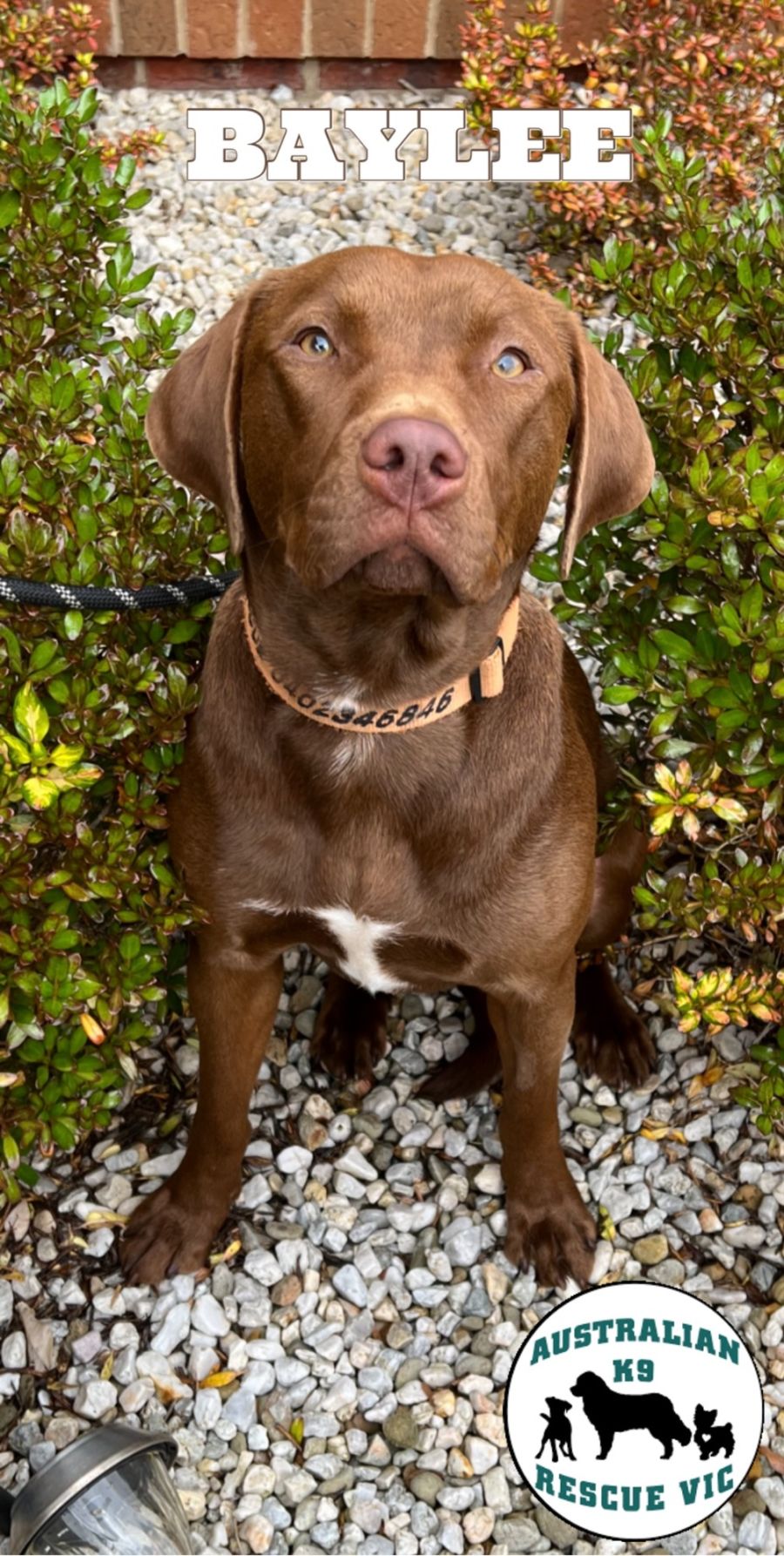 Baylee Medium Female Labrador Mix Dog in VIC PetRescue