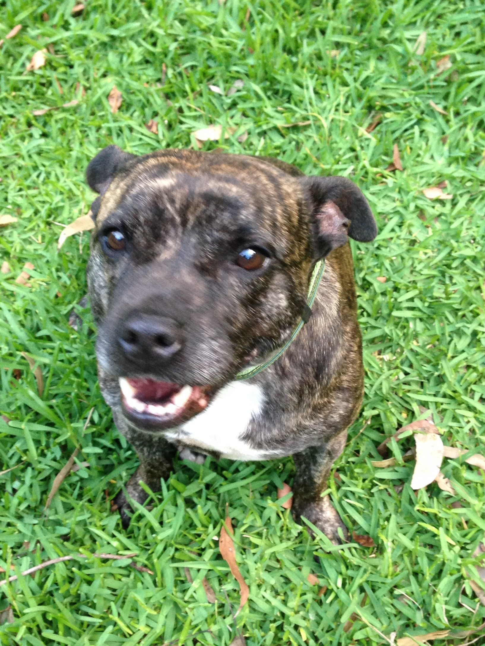 Female deals english staffy