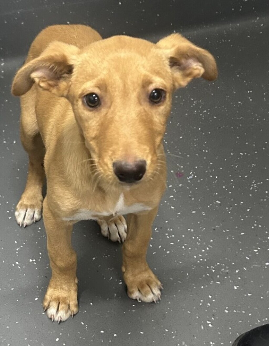 Alice Medium Female Greyhound x Kelpie Mix Dog in QLD PetRescue